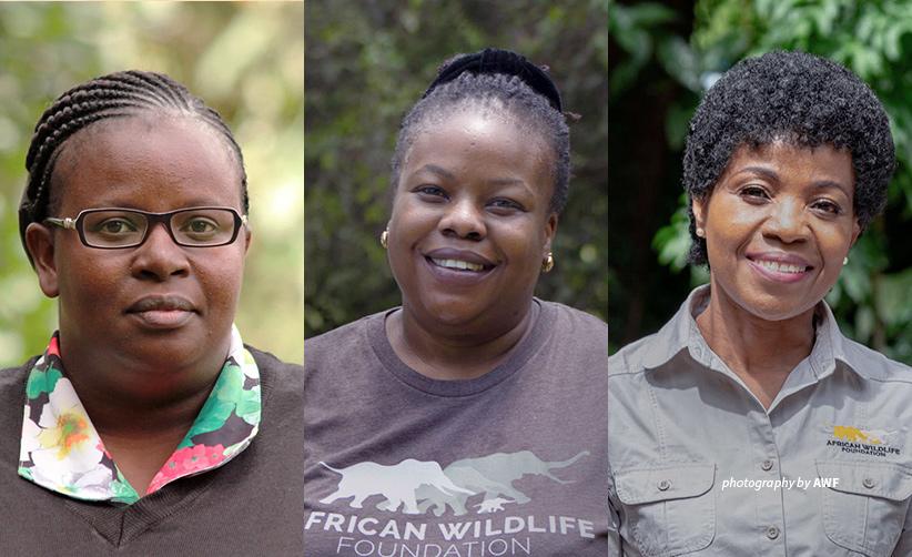 AWF continues to elevate the voices of women from Africa’s #biodiversity-rich landscapes.  Today, we celebrate these incredible women that continue making strides in protecting Africa’s natural resources #InternationalWomensDay 
#womeninconservation
awf.org/blog/charting-…
