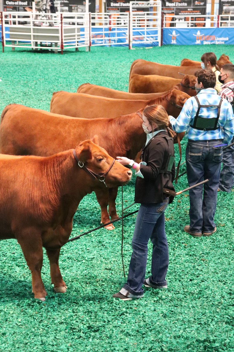 FfaFairfield's tweet photo. Wave 1 of heifers at HLSR was a great time, we are proud of Emily and all of her hard work! 

Goodluck to the rest of our Fairfield FFA exhibitors. https://t.co/a3w2YJkvmE