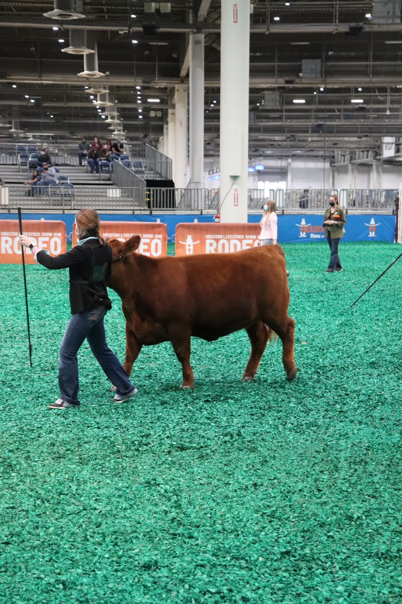 FfaFairfield's tweet photo. Wave 1 of heifers at HLSR was a great time, we are proud of Emily and all of her hard work! 

Goodluck to the rest of our Fairfield FFA exhibitors. https://t.co/a3w2YJkvmE