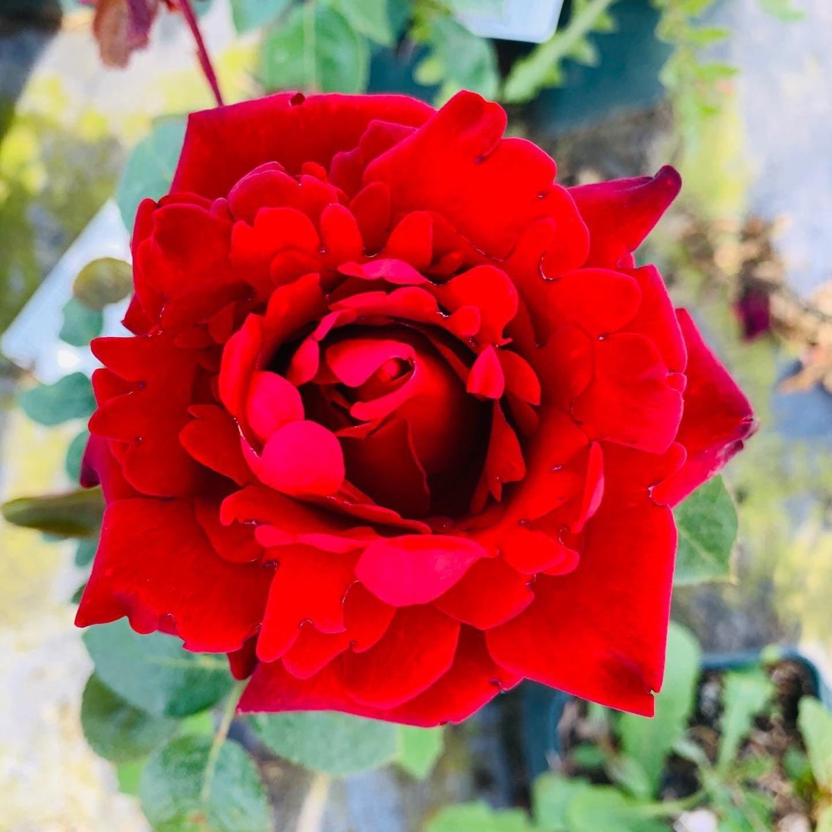 World of Roses tweet media