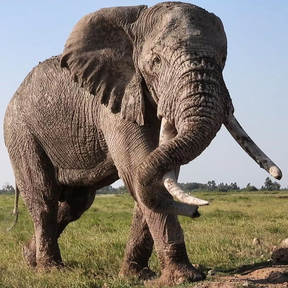 Robtheranger's tweet photo. Another Amboseli tusker #elephant, I'm sure he has a name but I don't know it. 
#nowfilming
#zebraplainsmoments
#zebraplainscollection
#zebraplainsamboseli
.
.
.
.
.
#elephantsofinstagram #instaelephant #animalpolis #africanimals #africansafari #kenyansa… https://t.co/1XiGLSIXaz https://t.co/jmwQSQLw1n