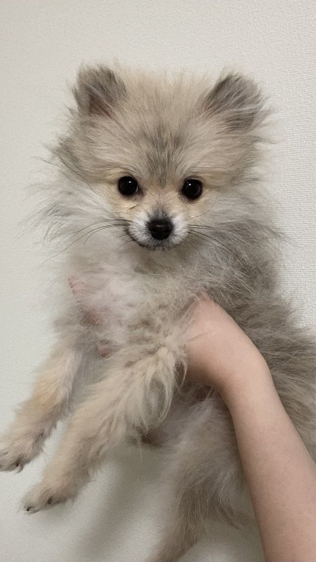 たぬき犬 まめつぶ No Twitter Day114 生後177日 出会って4ヶ月が経ちました 猿期のピークは過ぎたかも 1枚目 3月8日 生後5ヶ月 2枚目 2月8日 生後4ヶ月 3枚目 1月8日 生後3ヶ月 4枚目 12月8日 生後2ヶ月 5枚目 11月8日 生後1ヶ月 ポメラニアン