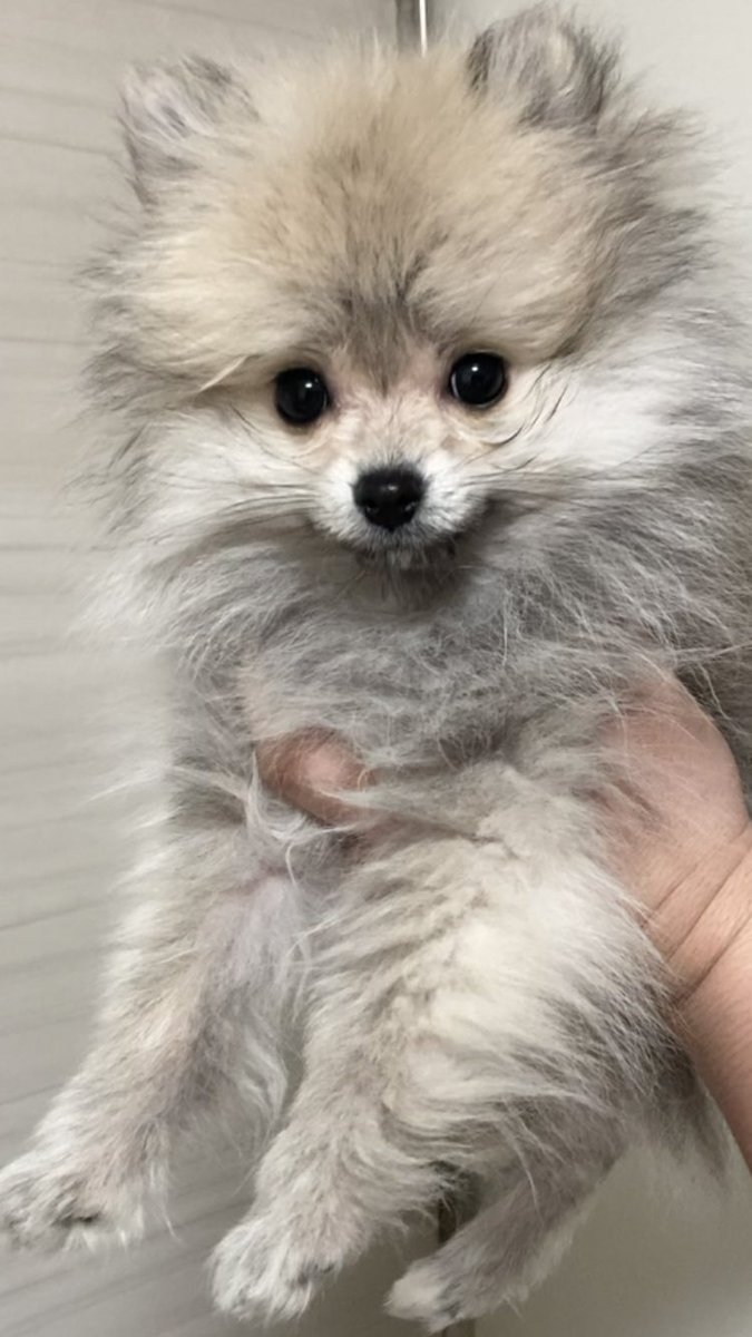 たぬき犬 まめつぶ No Twitter Day114 生後177日 出会って4ヶ月が経ちました 猿期のピークは過ぎたかも 1枚目 3月8日 生後5ヶ月 2枚目 2月8日 生後4ヶ月 3枚目 1月8日 生後3ヶ月 4枚目 12月8日 生後2ヶ月 5枚目 11月8日 生後1ヶ月 ポメラニアン