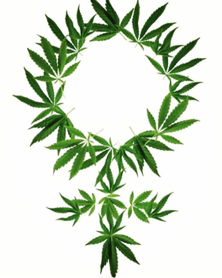 En Mr.Hide celebramos el #8m con todas las mujeres activistas y cultivadoras . Feliz #diadelamujer #cannabisseeds #seedscannabis #bho #cbd #mujerescultivadoras