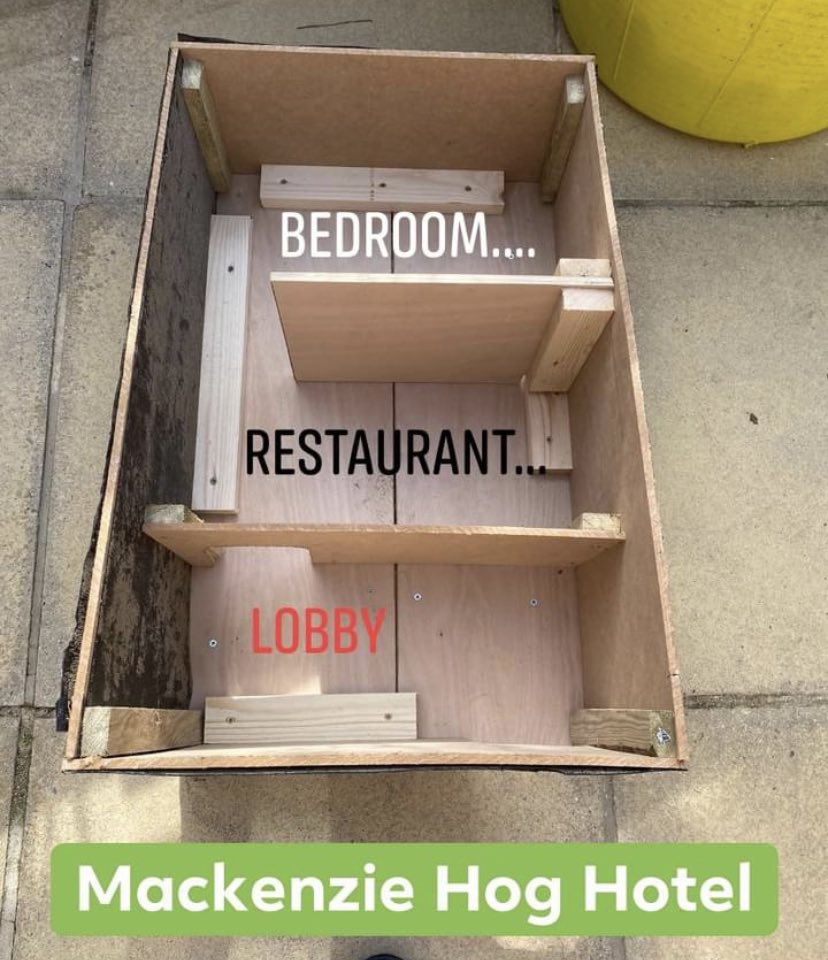 lisamack18's tweet image. Quiet house with the children back at school.... so with the sun shining we did what all grown ups with the house to themselves for the first time in months do..... build a Hedgehog House!!!! Let’s hope we get some visitors! #HelpTheHedgehogs #HogHotel #Sunshine #QuietHouse