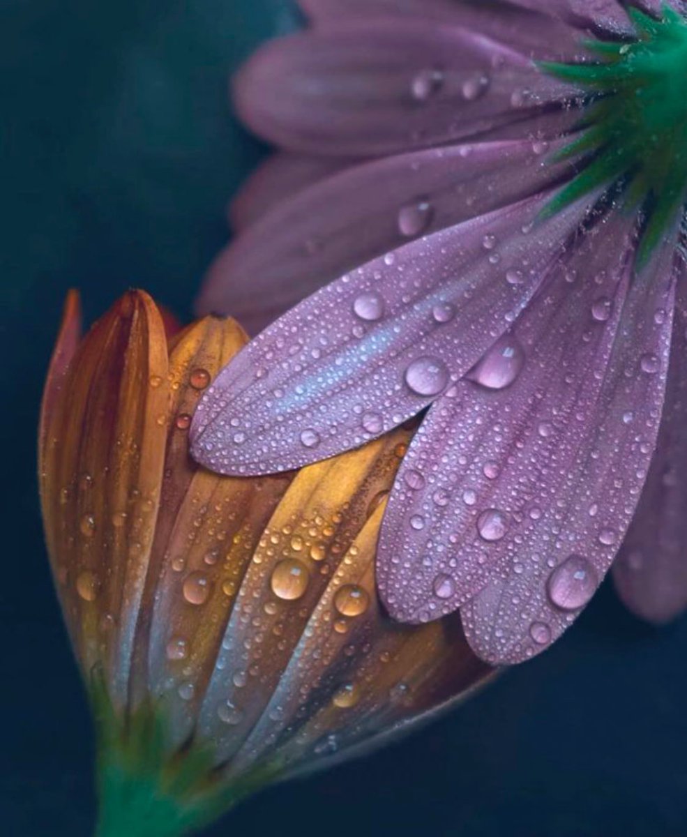 jana3433's tweet photo. كُنْ مُحسِنًا بالحُبّ حتّى تَرتوي
لا شيءَ يَعدِلُ لذّةَ الإحسانِ .... https://t.co/CGnlESAay4