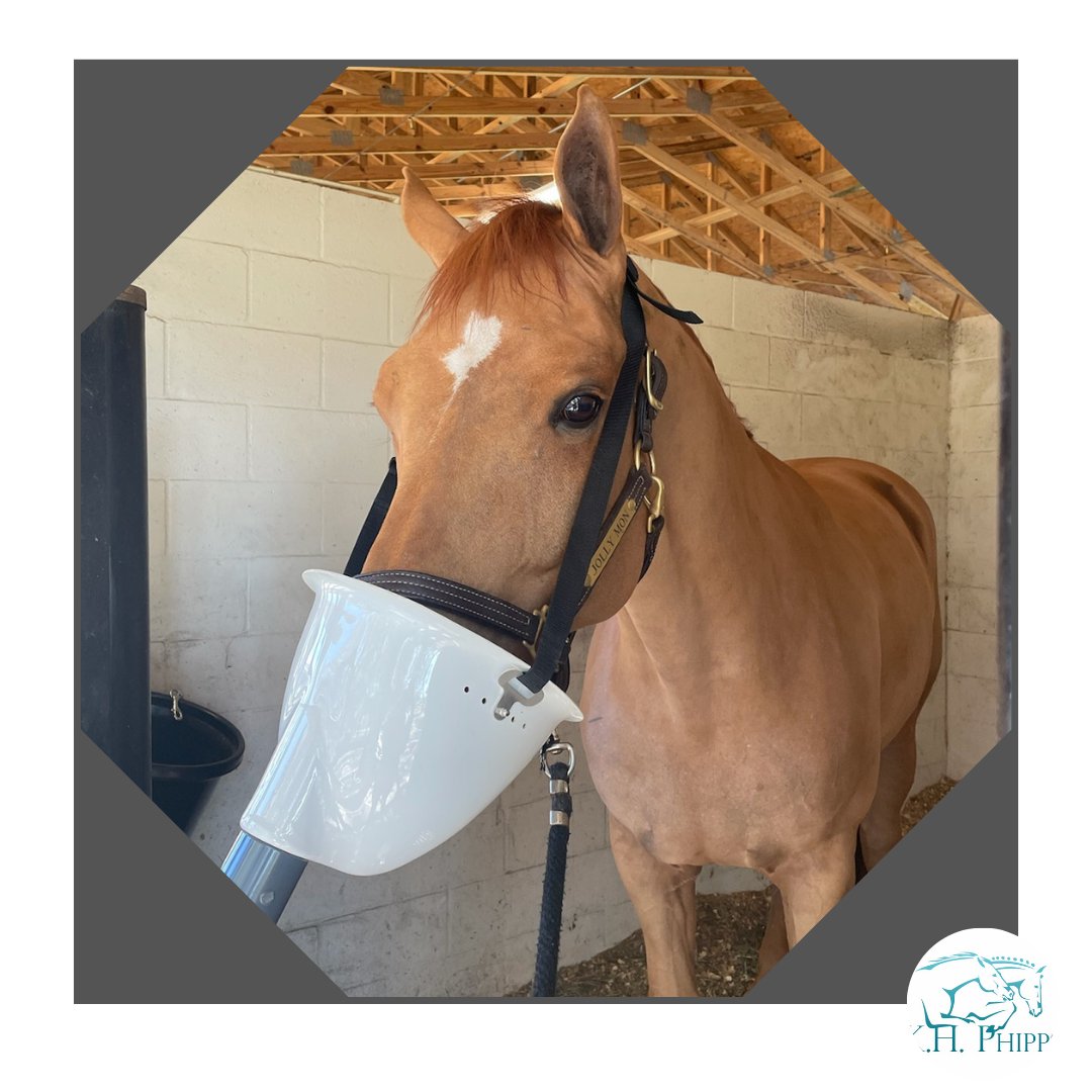 PhippsLlc's tweet photo. The health of a horses airways matters! Horses of any age can benefit from open airways and decreased inflammation!
#saltvaportherapy #salesready #raceready #showready #eventready #horses #equine #thoroughbreds https://t.co/3QZM4YoJpj