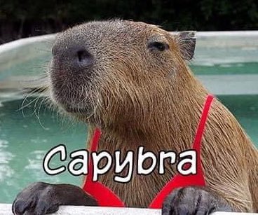 CAPYBARA_MAN's tweet photo. https://t.co/ONOMdhV06o