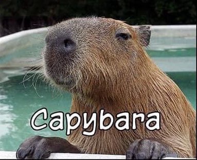 CAPYBARA_MAN's tweet photo. https://t.co/ONOMdhV06o