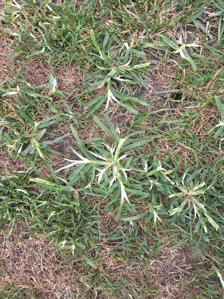 Thanks to @NJTA_Turfgrass I'll be covering goosegrass in a free webinar tomorrow at 1 PM. I don't have many slides since @Turfman77 and @JasonOsterhoudt will be joining the conversation. Looking forward to attendee questions as well. Register: attendee.gototraining.com/r/472692554587…