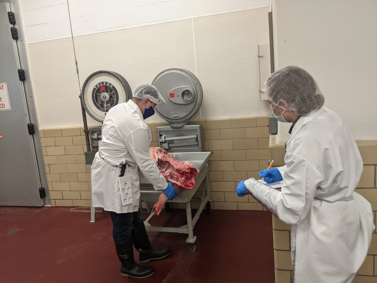 JimLadlee's tweet image. Two #PennStateExtension Butcher Program students measuring and recording the chilled weight of a piece of meat.