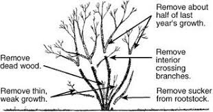 allisonlhowell's tweet photo. If bad weather prevented you from pruning your roses in February, now is the time to prune. Basic rose pruning involves removing dead, damaged, or diseased branches. https://t.co/MoqrA6VH3F @AR_PlantClinic https://t.co/9QWkC8Ebfb