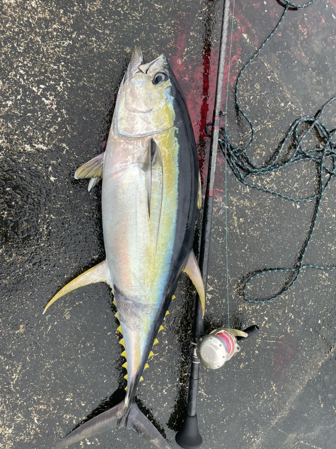 八丈島情報発信チーム8jo Rt agtm マグロやっと日に二本 ちょいくらいかな 八丈島 堤防 Nft キハダ 泳がせ釣り ヒラマサ T Co Jefza4hoxc Twitter