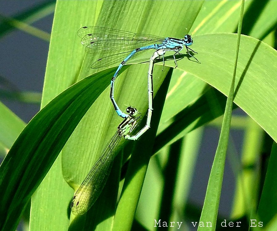 Mary van der Es tweet media