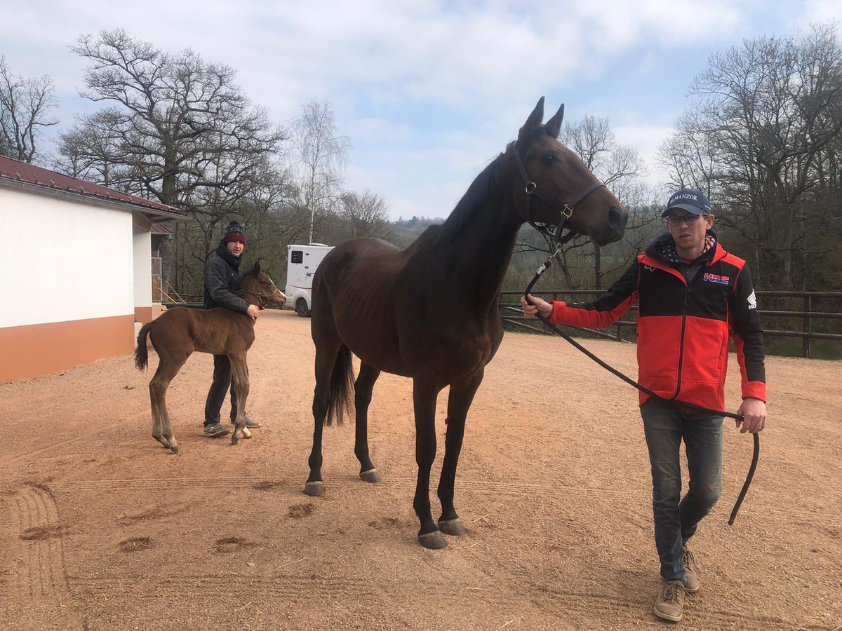 FOLLE BLANCHE and her MR.OWEN colt’s journey have started from @GiuGariboldi’s Haras de La Mercerie to Castlehyde Stud.She will covered by @coolmorestud SAXON WARRIOR