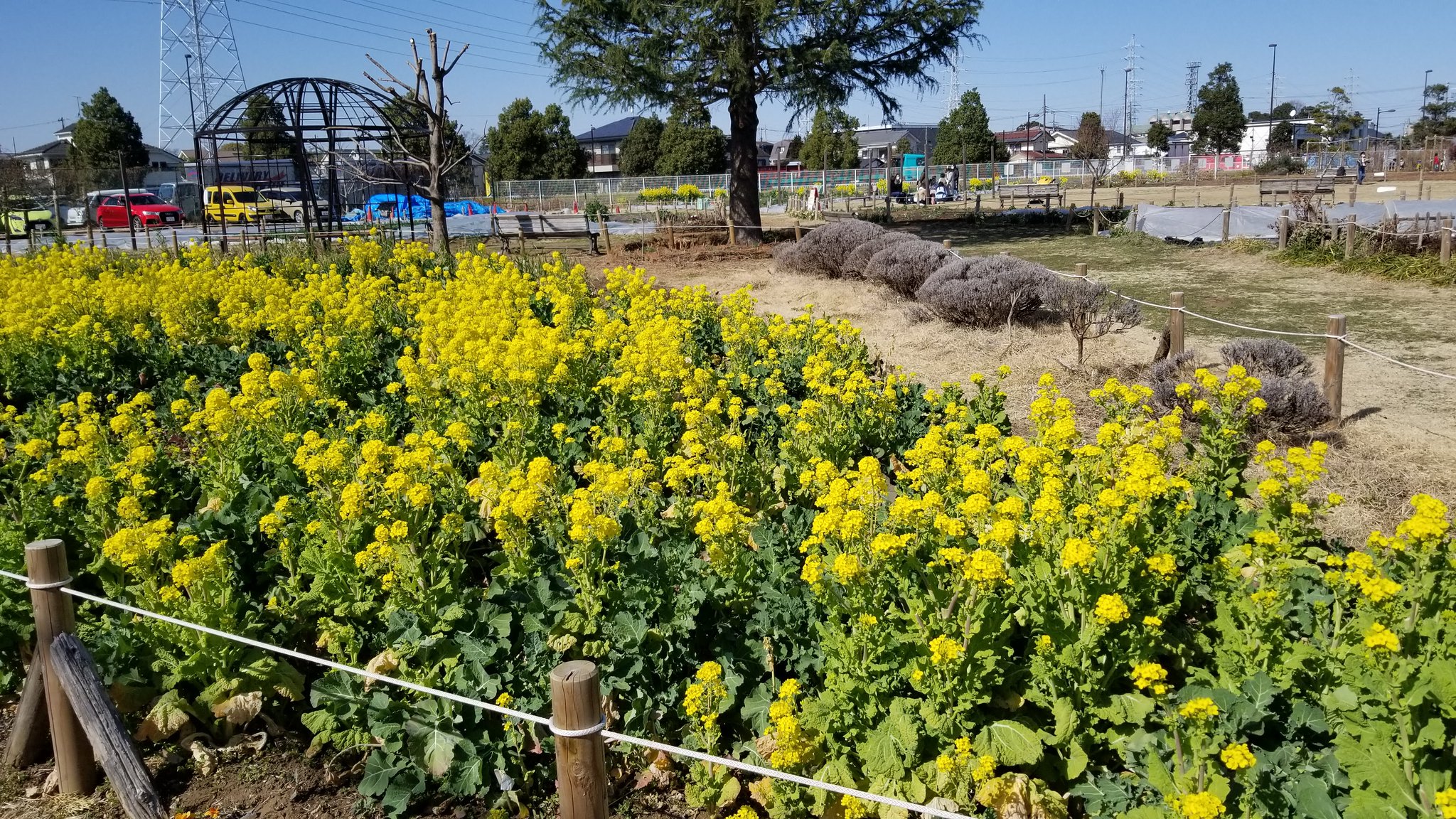 三浦靖雄 登録655号は三鷹市の花と緑の広場の 花壇内立ち入り禁止 のお願い 菜の花がたくさん咲いている綺麗な公園です 使用の てんとう虫 のイラストは12年の古い素材です かわいい いらすとや いらすとやマッピング いらすとやマップ