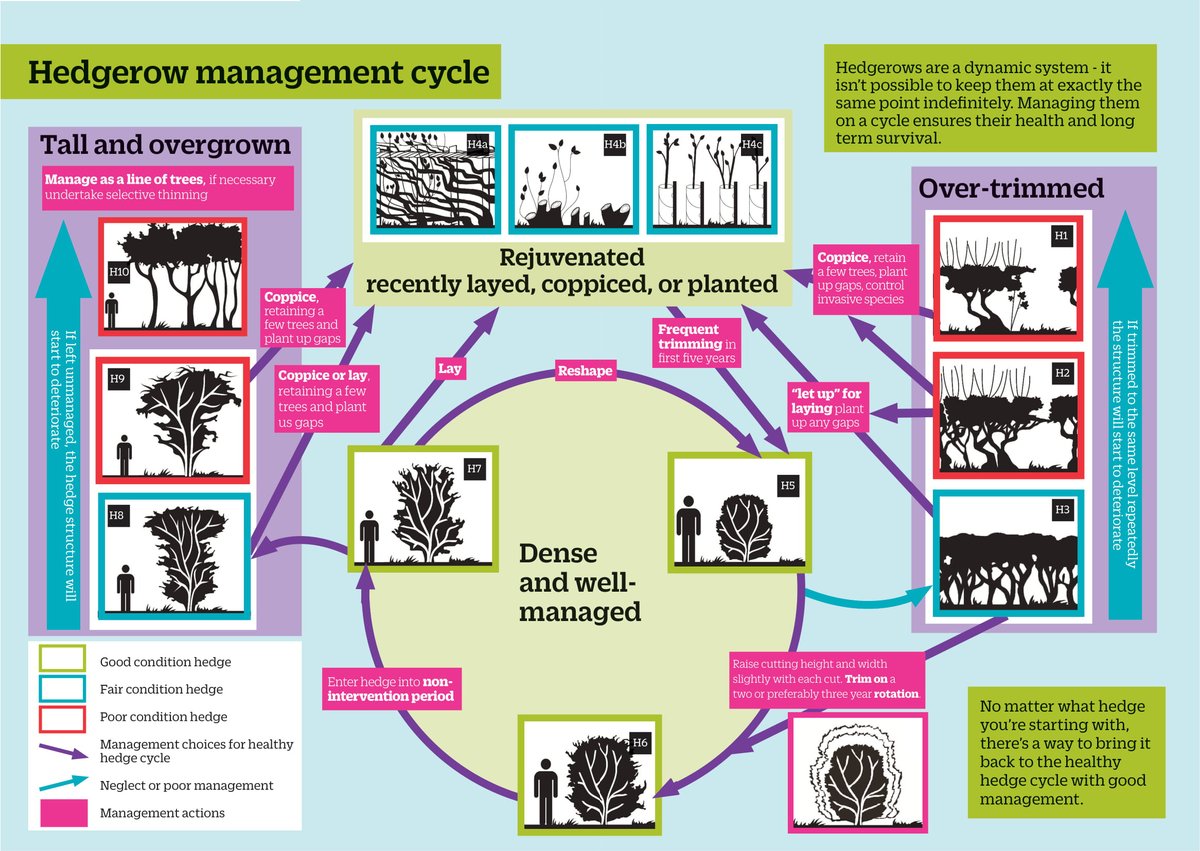 So I hope this has been helpful! In summary:Hedge cutting is not the enemy BUT it is best done less frequently, and later in the year than we often see.Hedges can't have one kind of management all their lives or they will perish. They NEED to be managed on a lifecycle.