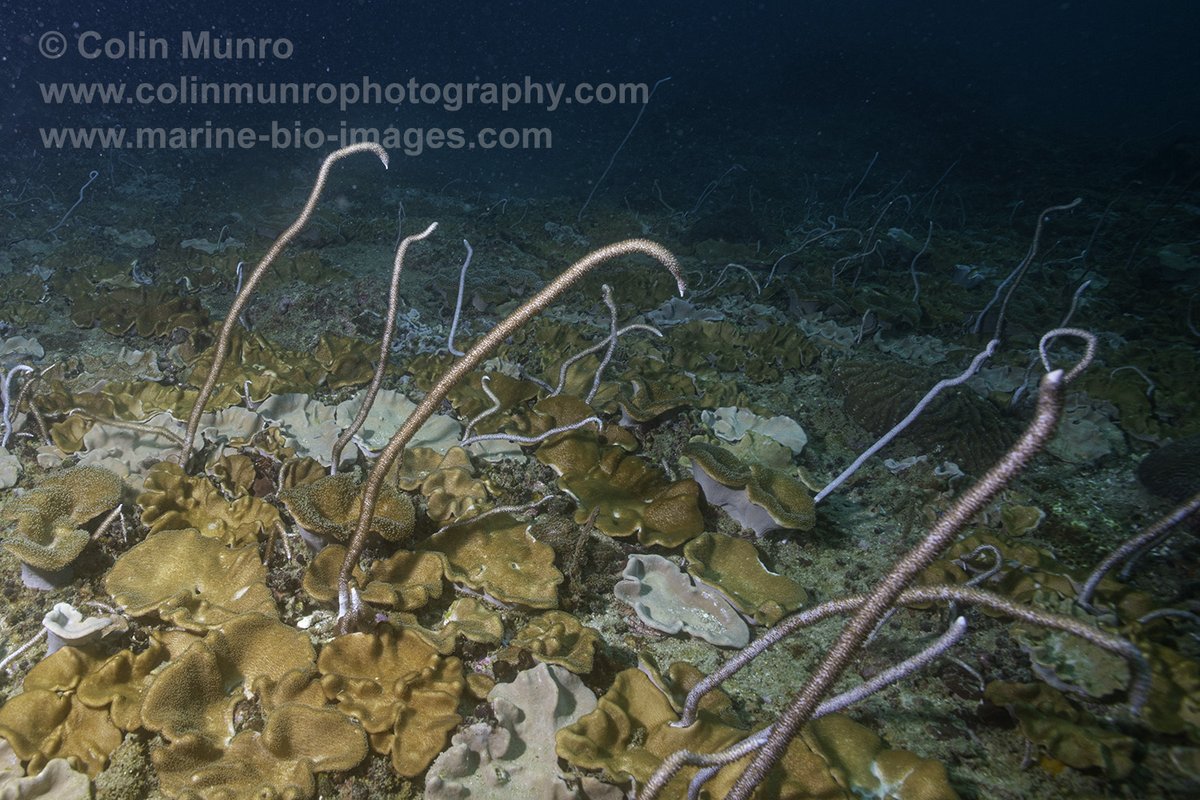 A while since I've posted anything, so here's a pic of of species that get less attention than deserve. These are soft corals, or octocorals. The whip corals here belong to genus Junceella,  prob J. fragilis. Read more on my blog marine-bio-images.com/blog/marine-ec… #phiphiisland #octocorals