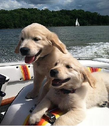 BallaGladstone's tweet photo. The dogs also come out to enjoy the scenery and feel they are very happy
#cutedog #doglife #confidence #cute #pet #cutepet #funny https://t.co/Tit1P1CeZY