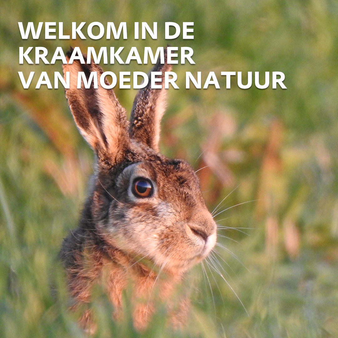 De lente lonkt, het #broedseizoen is in aantocht. We vragen om rekening te houden met kwetsbare dieren in natuurgebieden. Geniet van de natuur, maar betreed het thuis van de dieren en planten met respect 💚🐣