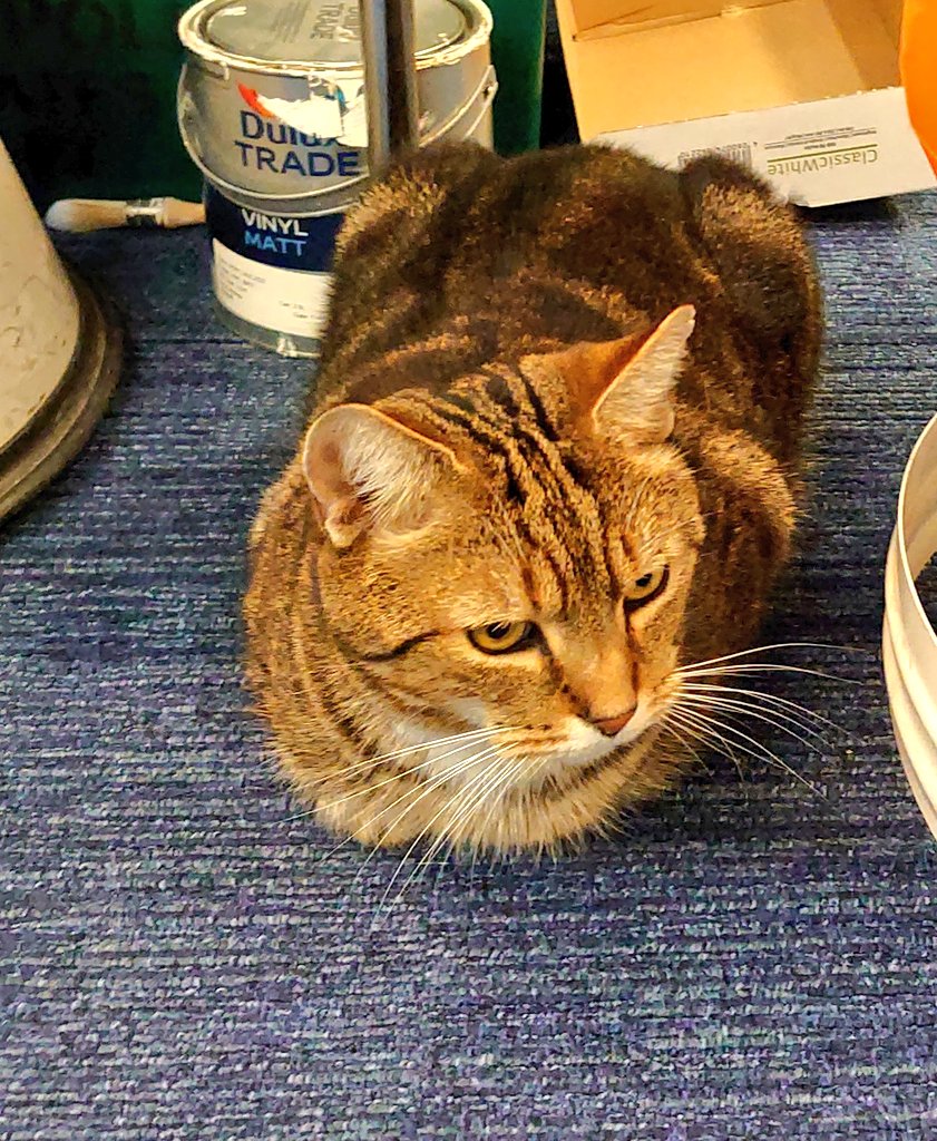 Longarmofthepaw's tweet photo. Well I've had a couple of attempts at today loaf 🍞
But finally pulled this little number out of the bag for #Kittyloafmonday 🐱😽
Hope it is sunny where you are🌞😸
If not stay warm furfriends and pawpals 💖 🐾😽 #Breadbag #painttin #sunshine #CatsOfTwitter https://t.co/l2sMv7O8Ph