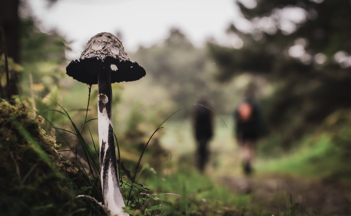 🍄 From tiny toadstools to soaring birds of prey...

Glyndwr's Way is home to a range of Welsh flora and fauna, what wildlife have you seen on your local hikes? 

#GlyndwrsWay #VisitWales <a href="/MidWalesMyWay/">Mid Wales My Way</a> <a href="/visitwales/">Visit Wales 🏴󠁧󠁢󠁷󠁬󠁳󠁿</a>