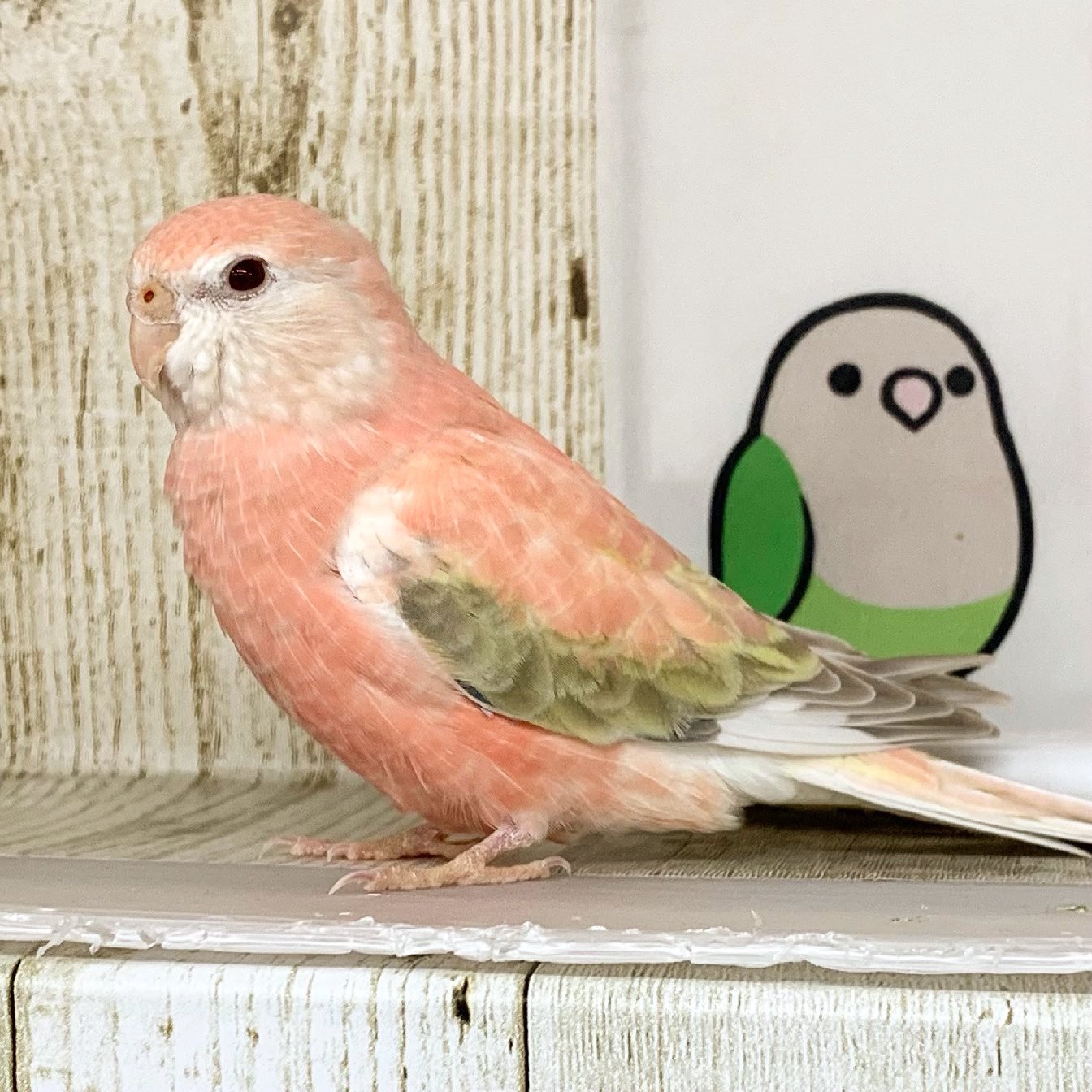 森ノ宮 小鳥ひろば アキクサインコのルルちゃん お店の再開に合わせてデビューしました アキクサインコ ピンクファローのルルちゃん 小柄ながらも結構負けん気の強いところも スキンシップは苦手なアキクサさんですがどうぞ宜しくお願い 森ノ宮 小鳥ひろば アキクサインコのルルちゃん お店の再開に合わせてデビューしました アキクサインコ ピンクファローのルルちゃん 小柄ながらも結構負けん気の強いところも スキンシップは苦手なアキクサさんですがどうぞ宜しくお願い