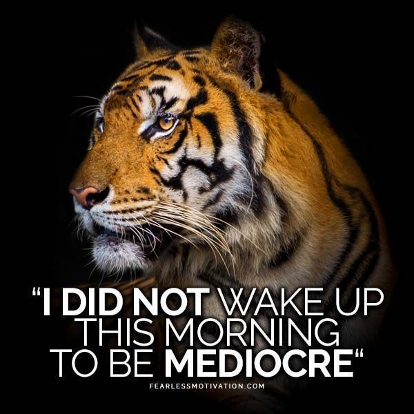 fearlessmotivat's tweet photo. I woke up to be a BEAST. https://t.co/kXcVDwoCX9