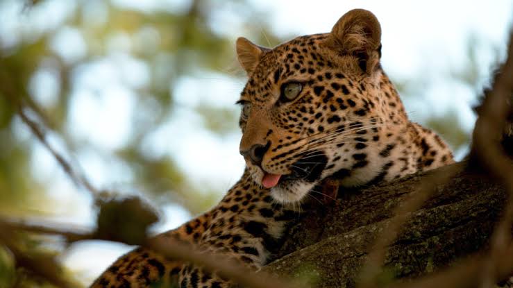 Jade_leopard's tweet photo. Curious of the nest and the bird, the cub takes it's dinner, reaches the nest of the bird, finds that it is comfy uses it as a couch and eats as watching the forest and her territory. Finished her meal, she relaxes on the tree by sprawling just like her mom, with her tongue out. https://t.co/mmzYFXdIKC