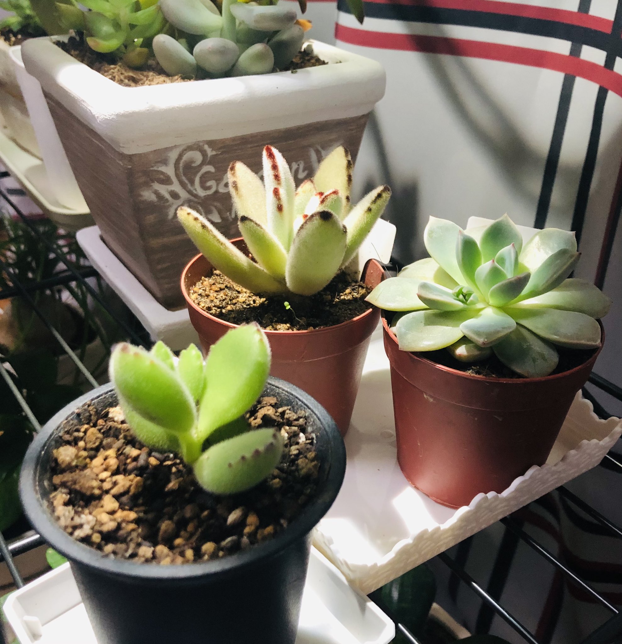 Bebe 置く場所無いのに 観葉植物や多肉植物を すぐ迎えいれちゃう病 コメリ ホームセンター ホームワイド グッデイ ダイソー近寄れない と言いつつ 寄っちゃう上 探しちゃう 実家や親戚の庭も良くない これ可愛い もらうね でむしりとる