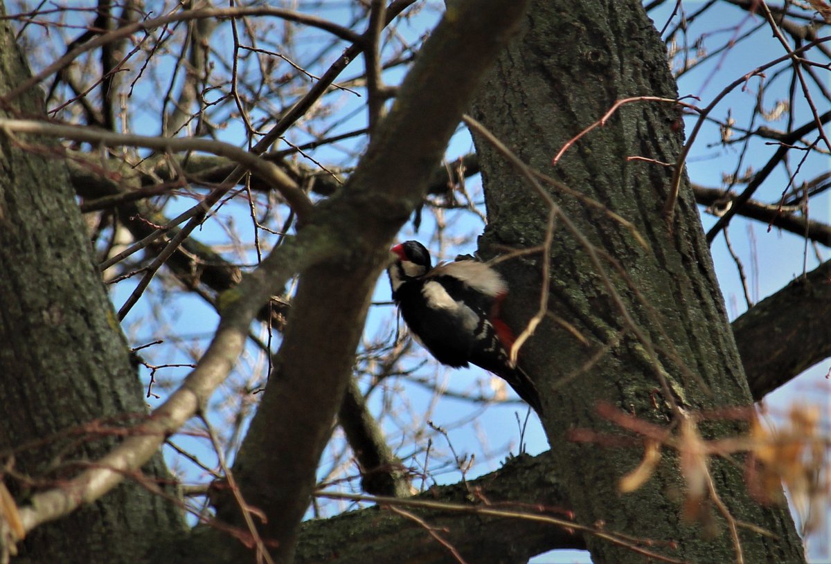 Puncoskka's tweet photo. Krasavci.❤️ Lockdown, Day Nr. 8.
Lovy beze zbraní. 👀🐦
#ptaci #priroda #hrajusi #foceni #Canon #teleobjektiv #nature #birds #photo #naturephoto https://t.co/smGwoH6fF4