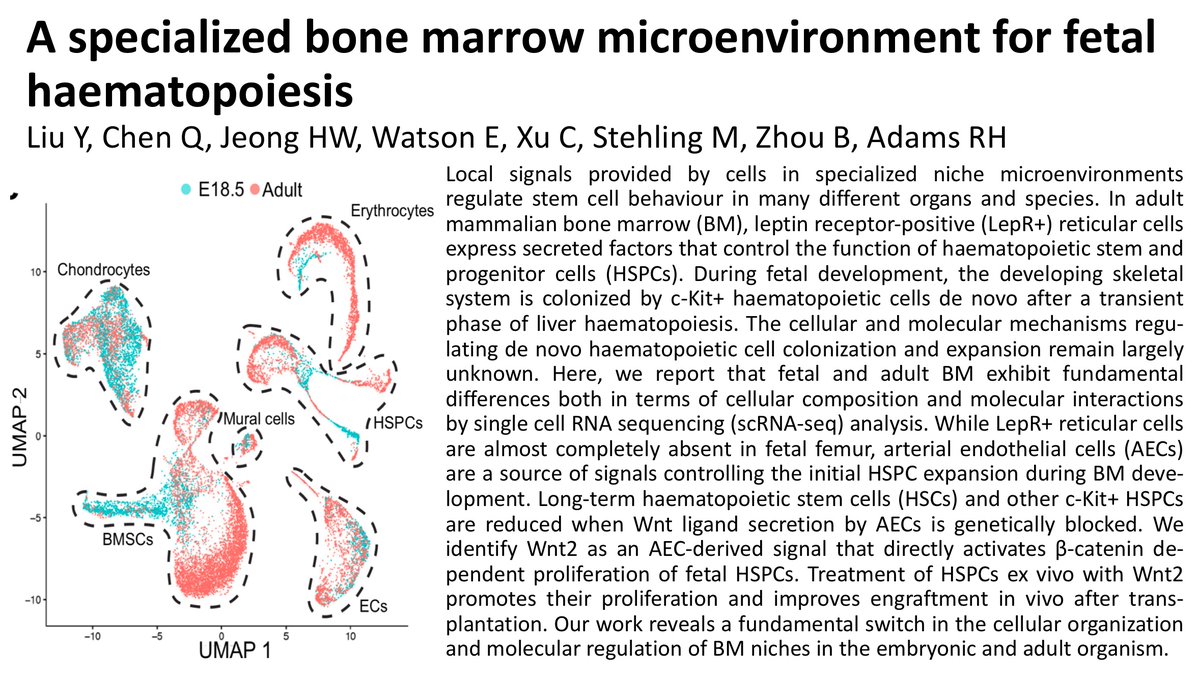 HellmutAugustin's tweet photo. Novel angiocrine bone marrow work from the @ralfhadams lab published in @biorxivpreprint reporting distinct differences in the cellular organization of the embryonic vs. the adult hematopoietic bone marrow stem cell niche (https://t.co/AkajIqDIUF). https://t.co/KxBlOZVBF4