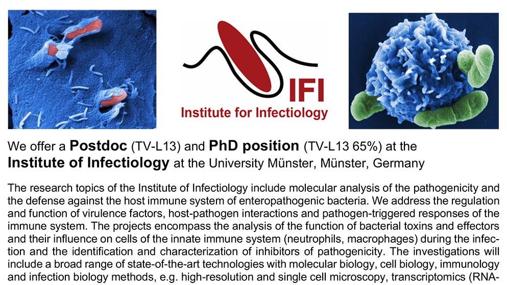 We offer a Postdoc and a PhD position at the 
Institute of Infectiology at the University Münster, Germany, studying the dynamic of infections by enteric bacterial pathogens and triggered host responses, antimicrobial therapies, please RT, for more information see: