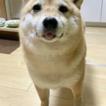 「どーしたらこーなるの？!」そんな賛辞を受けた犬がこちら!でもそれは一体どういう意味なの!