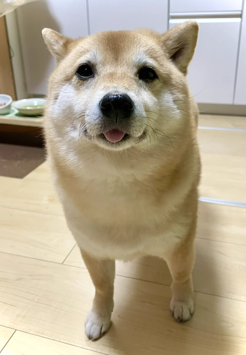 「どーしたらこーなるの？！」そんな賛辞を受けた犬がこちら！でもそれは一体どういう意味なのwww
