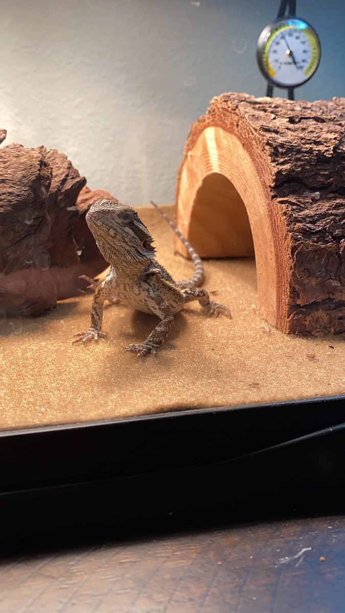 caboosebeardie's tweet photo. My mom says I’m growing too fast and it’s making her sad. But I want to be a big and strong lizard! #beardeddragon #beardie #givemethecricket #andno #onegetshurt https://t.co/p7mlCMmRaZ