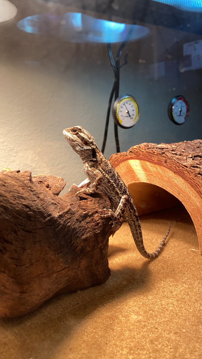 caboosebeardie's tweet photo. My mom says I’m growing too fast and it’s making her sad. But I want to be a big and strong lizard! #beardeddragon #beardie #givemethecricket #andno #onegetshurt https://t.co/p7mlCMmRaZ