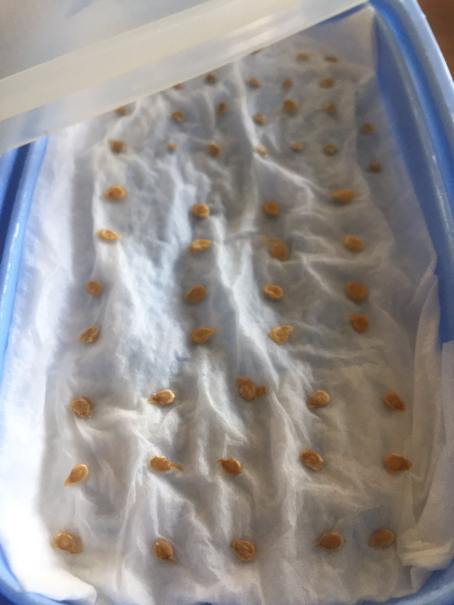 Fumie 芽出し はじまってます ナス トマト ピーマン シシトウ パプリカ 芽出し