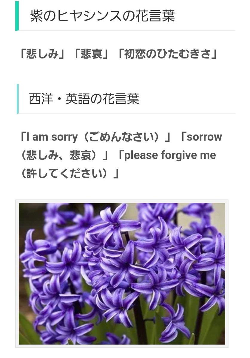 未来 𐊰𐊦𐊋𐊋𐊦𐊲 紫のヒヤシンス 花言葉 アノニマス 未来 𐊰𐊦𐊋𐊋𐊦𐊲 紫のヒヤシンス 花言葉 アノニマス