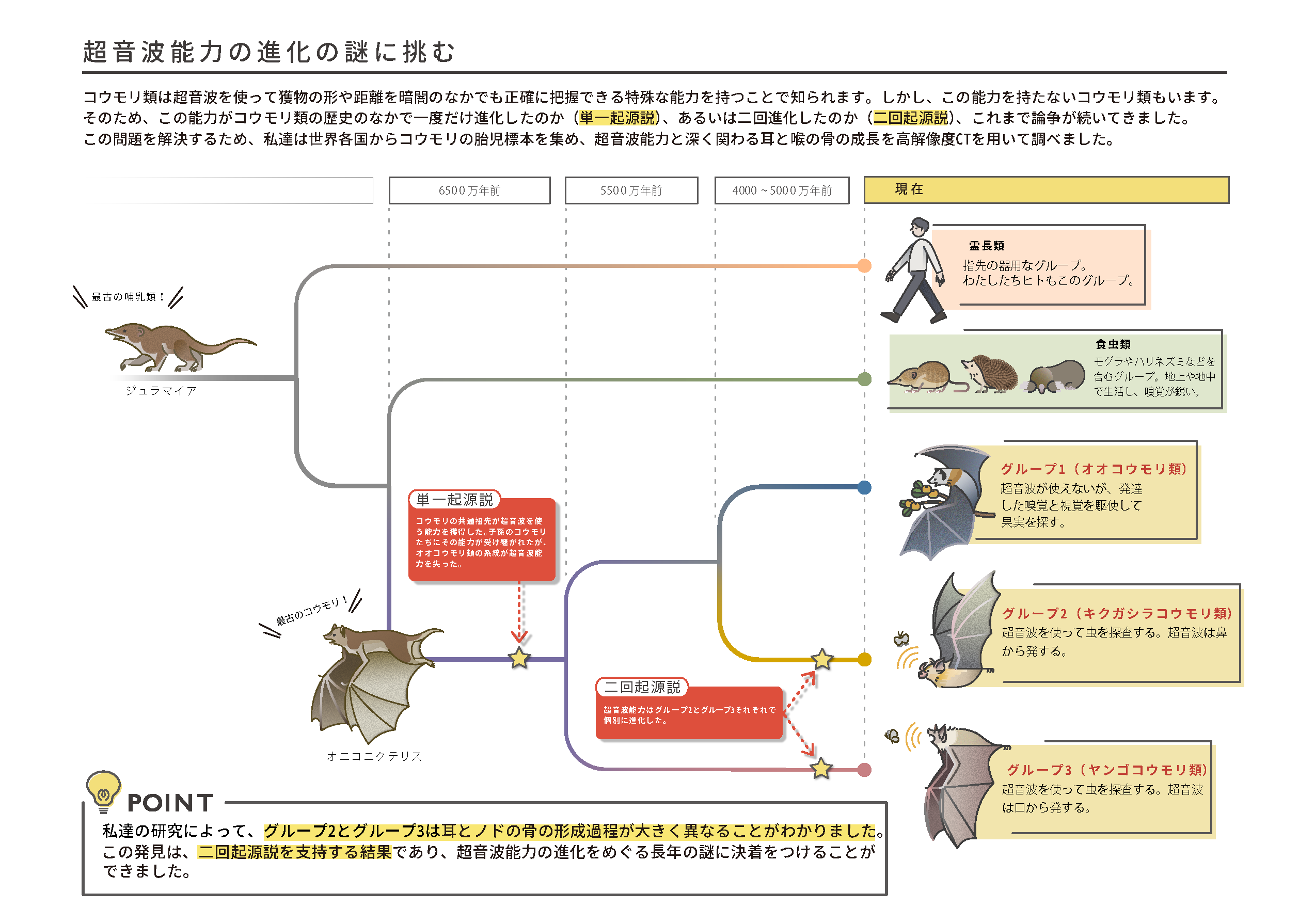 Dai Koyabu 論文の挿絵を描いてくださったのは前職の武蔵野美術大学の卒業生で 今はデザイナーさんになられた小笠原恵さんです 一見デフォルメされた可愛いイラストですが実はものすごく正確で 綿密な動物解剖学的な知識に裏打ちされたサイエンスアート