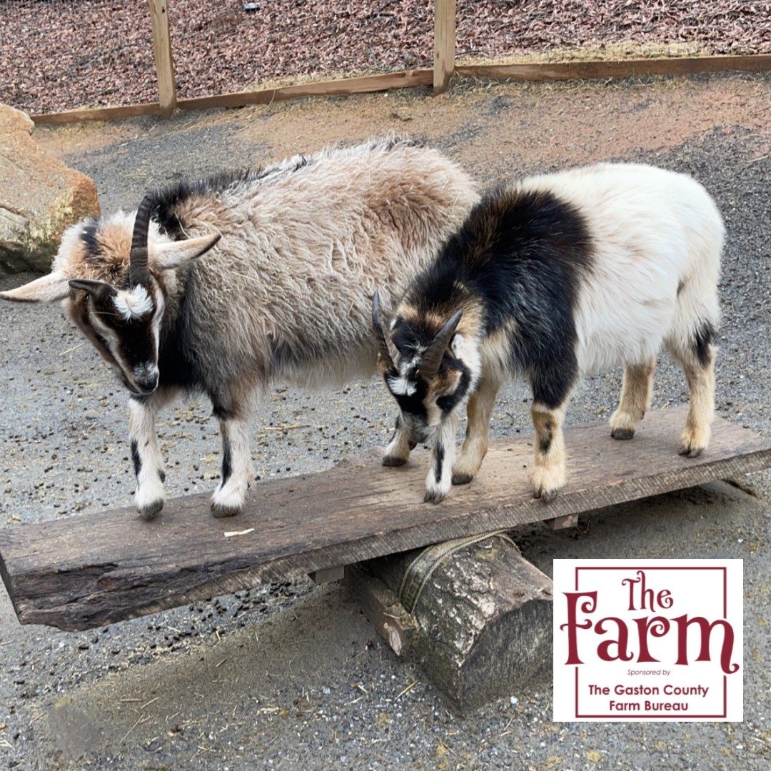 The_Schiele's tweet photo. It's going to be a great day to hang out at #TheFarm & visit our friendly cast of characters including ππ°π πππ& alpacas!
#GastonCountyFarmBureau #SchieleMuseum #Agriculture #GoGastonNC https://t.co/e9asAIU188