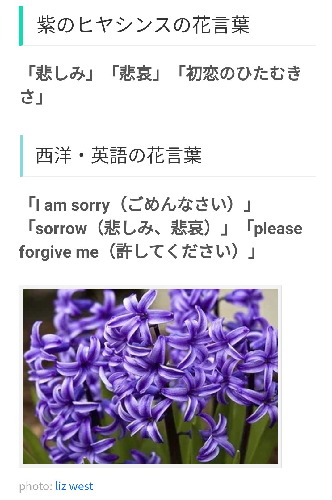 ミズキャット 5 J O アノニマス 紫のヒヤシンス 花言葉 T Co V9ov24dgqt Twitter