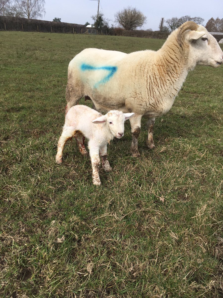 Lambing 2021 has begun #wiltshirehorn #spring #lambs