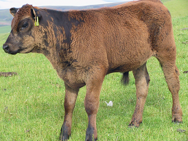 UniblockIe's tweet photo. Deficiencies in copper, cobalt, and selenium/vitamin E can have a huge impact on performance. 

Spot the signs early:

🐮 Are your cattle not meeting growth rates?
🐮 Do you have cattle with grey/brown discoloration of the coat?
🐮 Do you have a number of lame cows? 

Supplement! https://t.co/up4UxpgENw