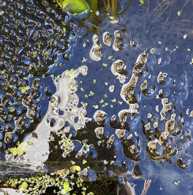 Lockdown Diary – Winter-Spring Transition - grumpyoldbirder.com/winter-spring-… ['Subscribing' to Grumpy Old Birder posts is very easy... complete the form on the right of the blog post and click the confirm link which is sent so you won’t miss a post.]