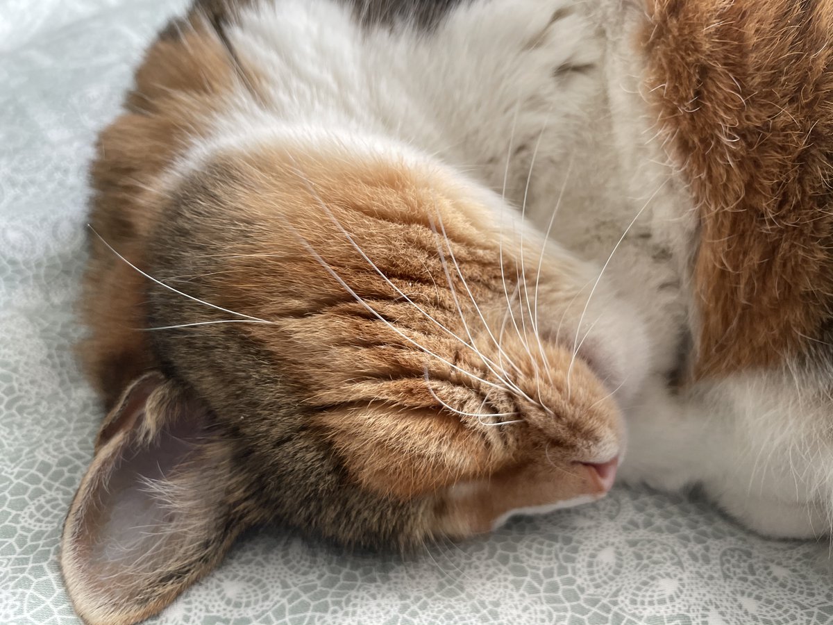 tarni_b's tweet image. Ile można spać😼
#mójkot