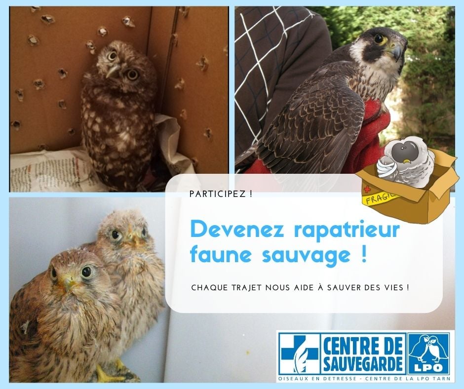 #biodiversité
Habitants du <a href="/PNRHL/">PNR du Haut-Languedoc</a> : Vous avez un véhicule et vous aimez la nature ?
La #LPO #Tarn recherche des #bénévoles pour acheminer les #oiseaux en détresse vers son centre de soin (Castres) ou des vétérinaires relais.
Participez ➡️ bit.ly/2NT1Up2
Merci pour eux !