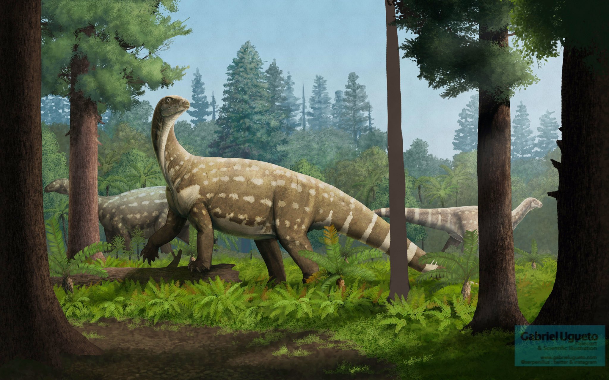 Gabriel N. U. on X: "Work in progress. Still very incomplete. A group of Ingentia prima forages in a forest clearing. Late Triassic South America. Finished version will be in my book (