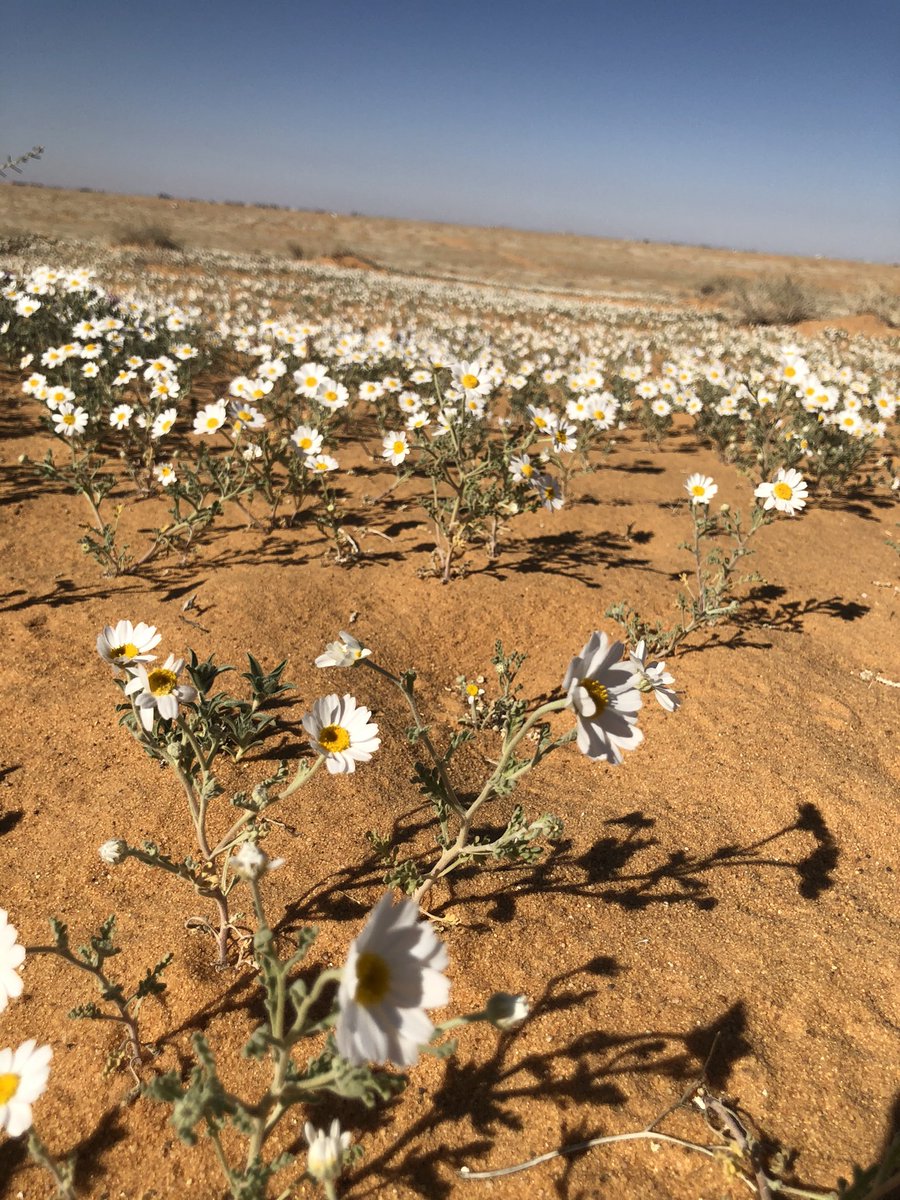 ياحاسديني على الفنجال والكاسه
الكل عنده بريق وفي يده دله
البن بالسوق والمحماس والطاسه
والبر ماهو بعيد وكلٍ يدله
#عودة_الحسن