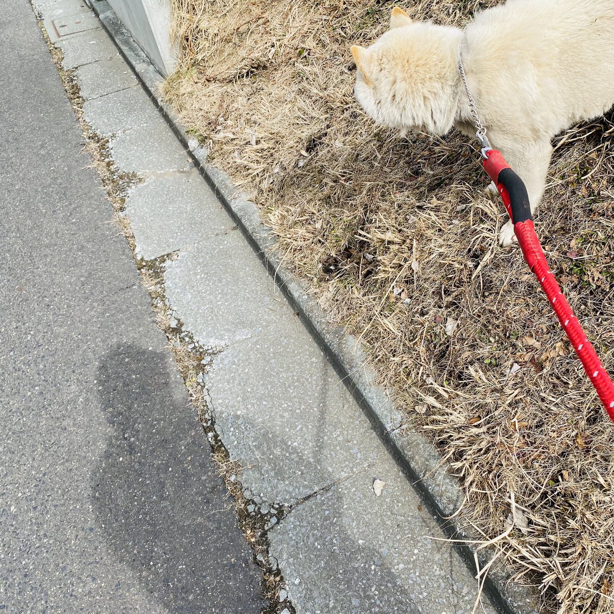 Katsuyo Matsuzaka 今朝はゆっくり起きて 犬 と散歩へ 前は立ってるだけで寒かったのに 今日はもう手袋はいてなくても行けた 春は近いぞ でも今日の八戸 ちら雪でした ゴンタで行ったら寒くて死にそう だった 犬は元気でした Katsuyo Matsuzaka 今朝はゆっくり起きて 犬 と散歩へ 前は立ってるだけで寒かったのに 今日はもう手袋はいてなくても行けた 春は近いぞ でも今日の八戸 ちら雪でした ゴンタで行ったら寒くて死にそう だった 犬は元気でした